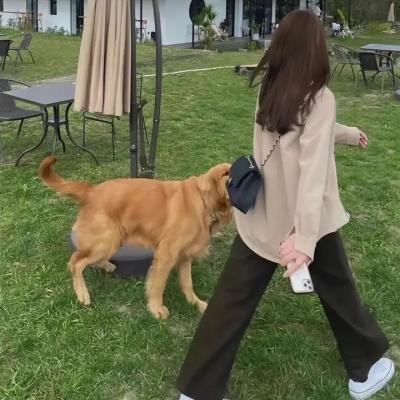 吸血家族汤普森